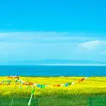 Qinghai Lake Rapeseed Fields