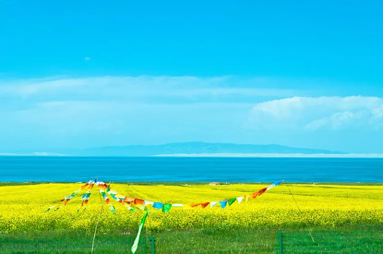Qinghai Lake Rapeseed Fields