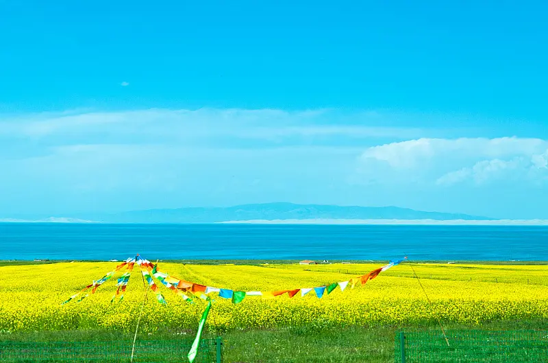 Rapeseed flowers blooming at Qinghai Lake in summer