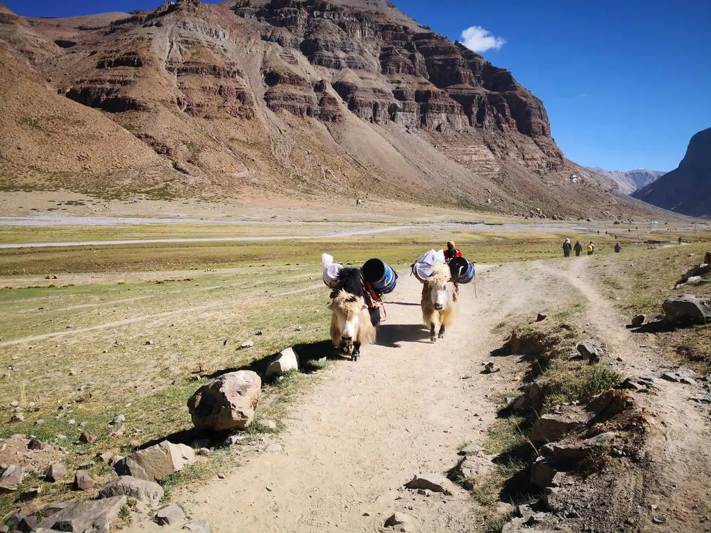 Trekkers and yak caravans on the Mount Kailash Kora pilgrimage route