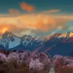 Snow mountains and peach flowers Nyingchi