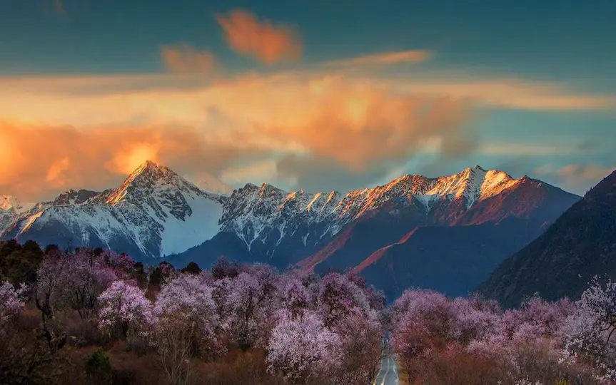 Spring Snow mountains and peach flowers in Nyingchi Tibet