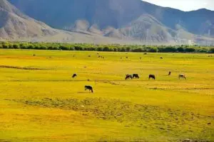 Horses on grassland in Tibet