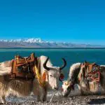 Yaks at Namtso Lake shore