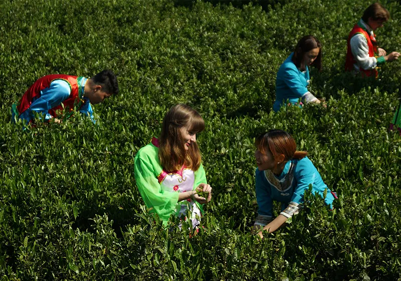 Tea peaking experience in China
