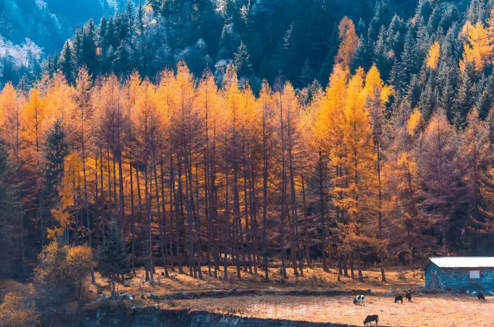 Autumn color views in Miyaluo