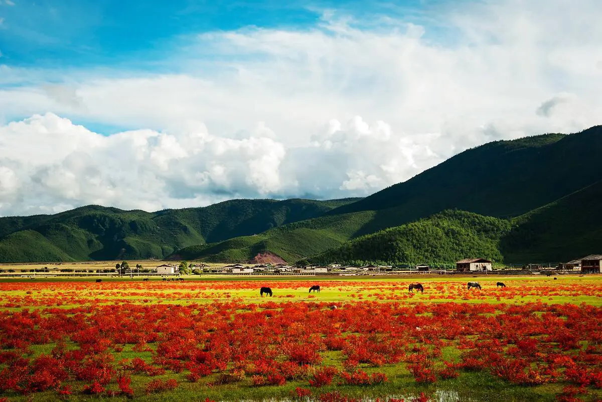 Fall scenery in Shangrila Yunnan