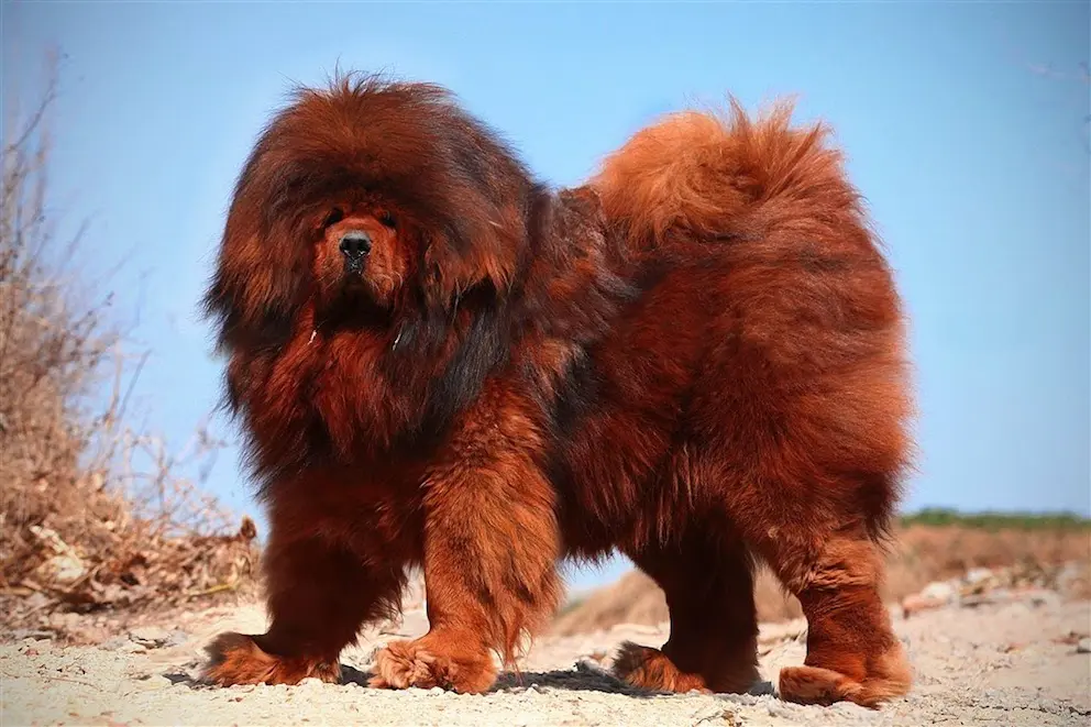 Tibetan Mastiff