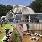 Chengdu Panda Base – Top Attraction in China