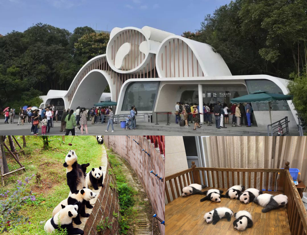 Chengdu Research Base of Giant Panda Breeding, one of the top attractions in China and the best place to see giant pandas