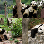 Cute giant pandas