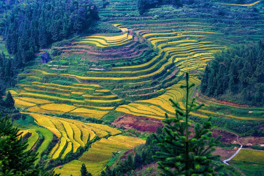 Ziquejie Rice Terrace