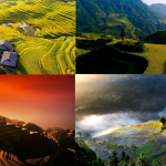 Guizhou Jiabang Rice Terrace