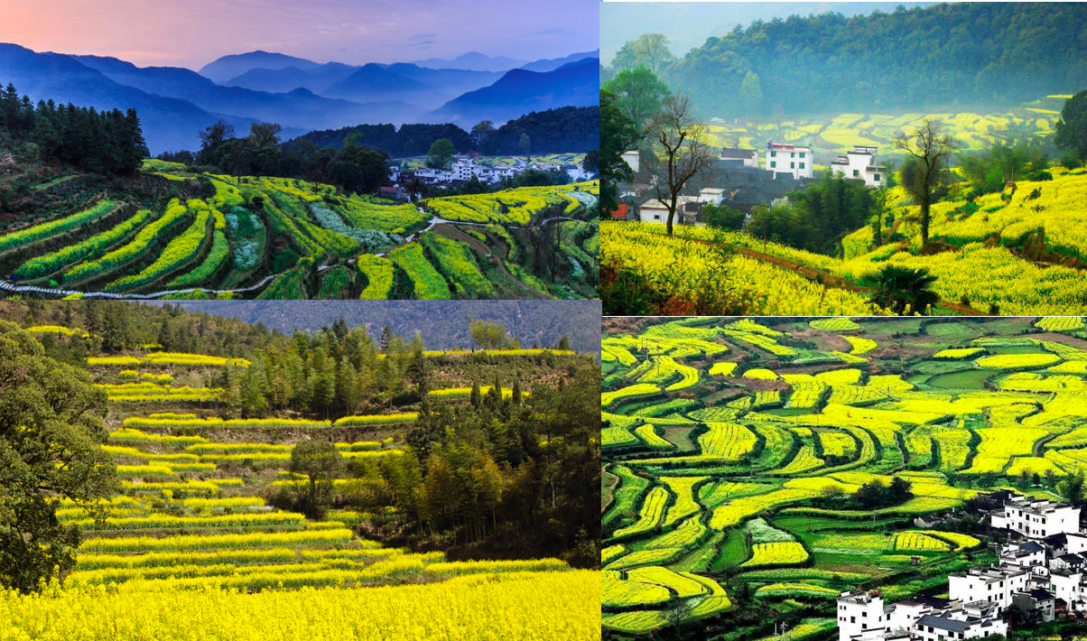 Jiangling Rice Terrace