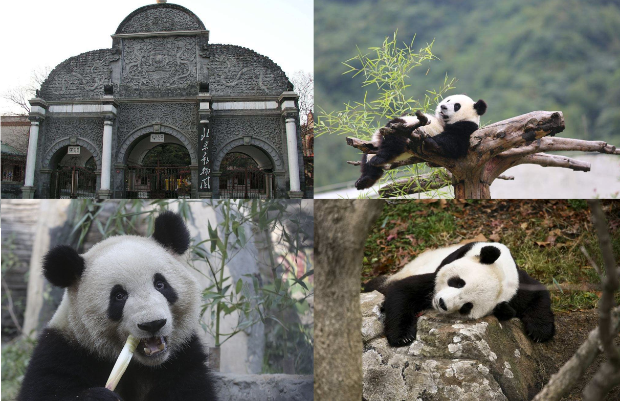 Giant pandas at Beijing Zoo
