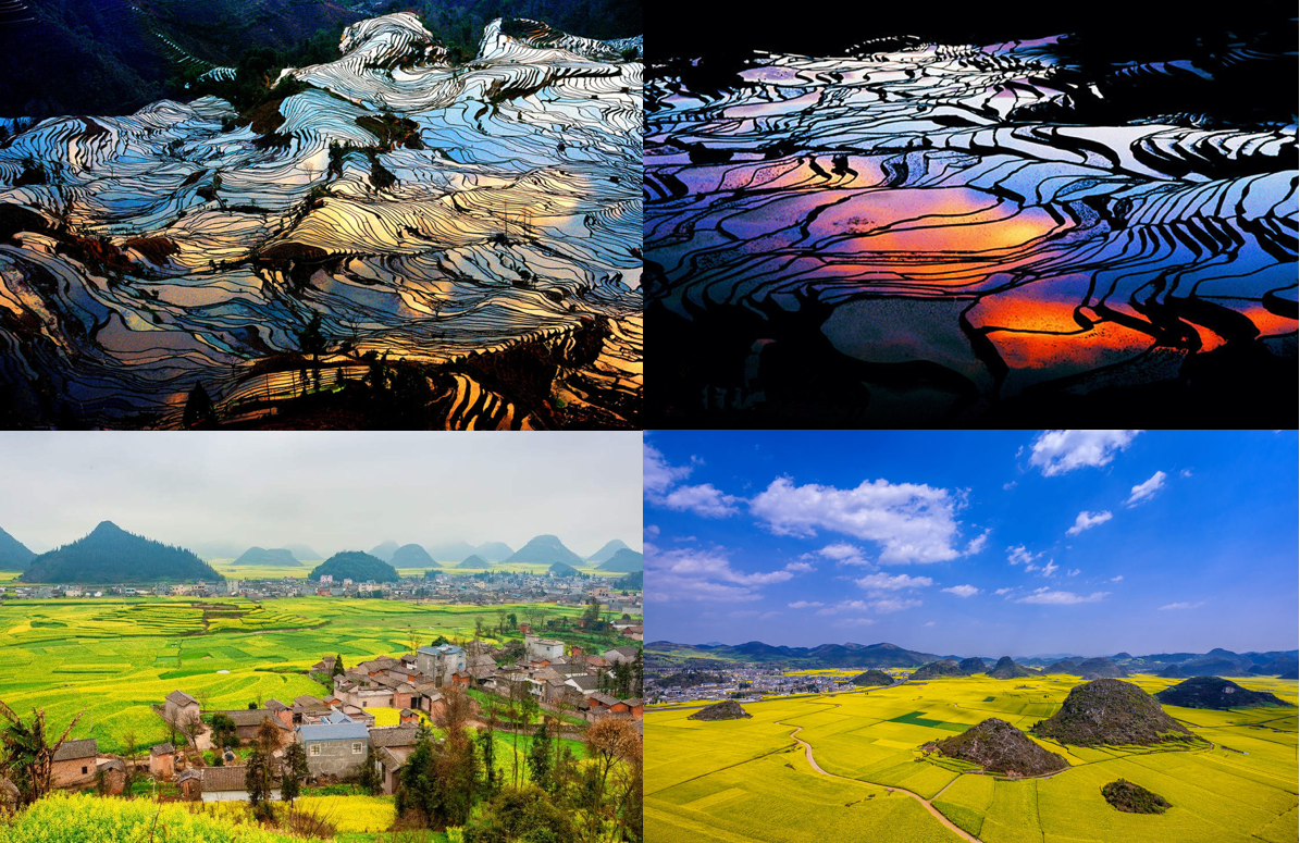 Yuanyang Rice Terrace and Luoping Rapeseed Flowers