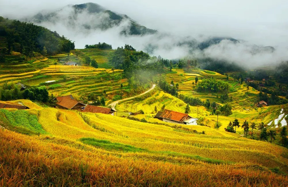 Ziquejie Rice Terrace autumn