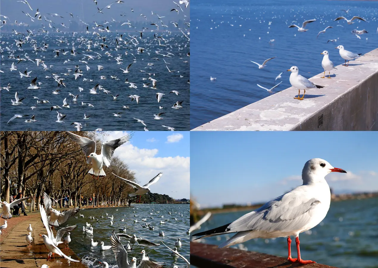 Siberian red-headed gull in Kunming