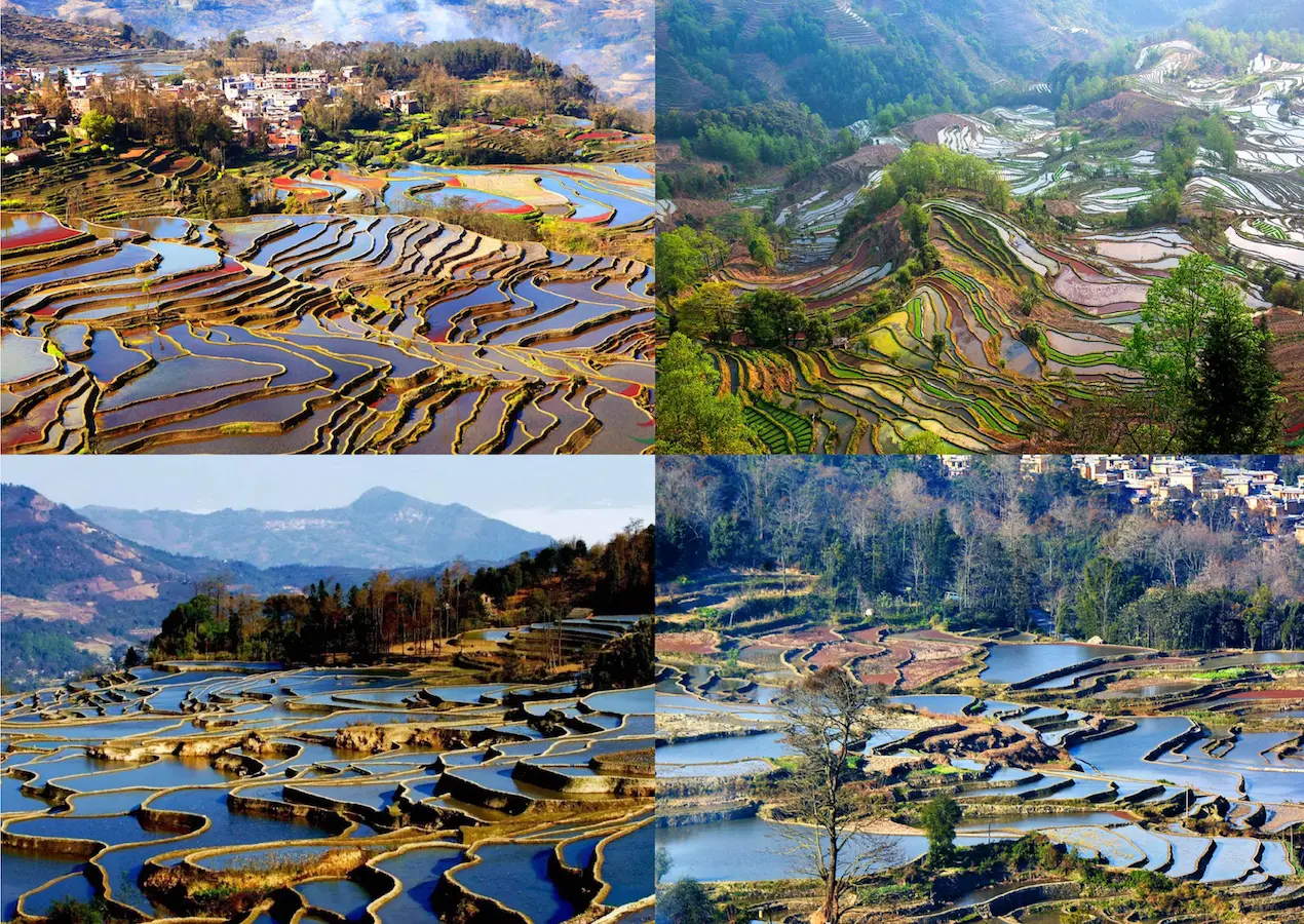 Yuanyang Rice Terraces in winter