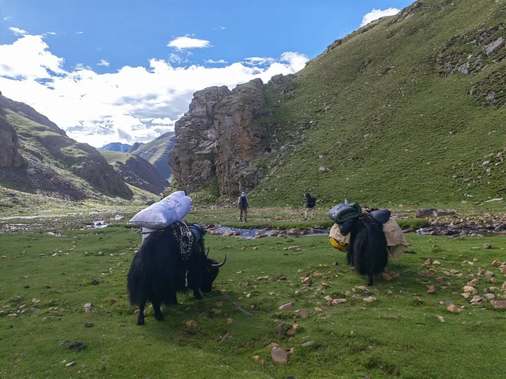 Trekker walking across the Tibetan Plateau with support yaks carrying camping gear during their Tibet trekking tour