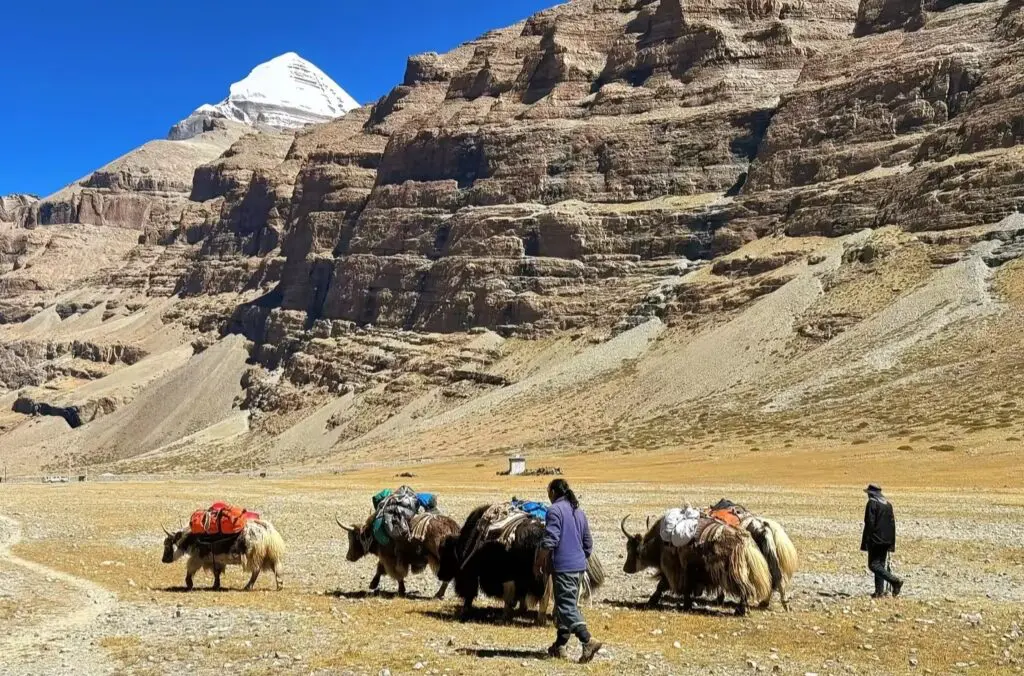 Yak porters carrying trekkers’ luggage along the Mount Kailash Kora trail in Tibet