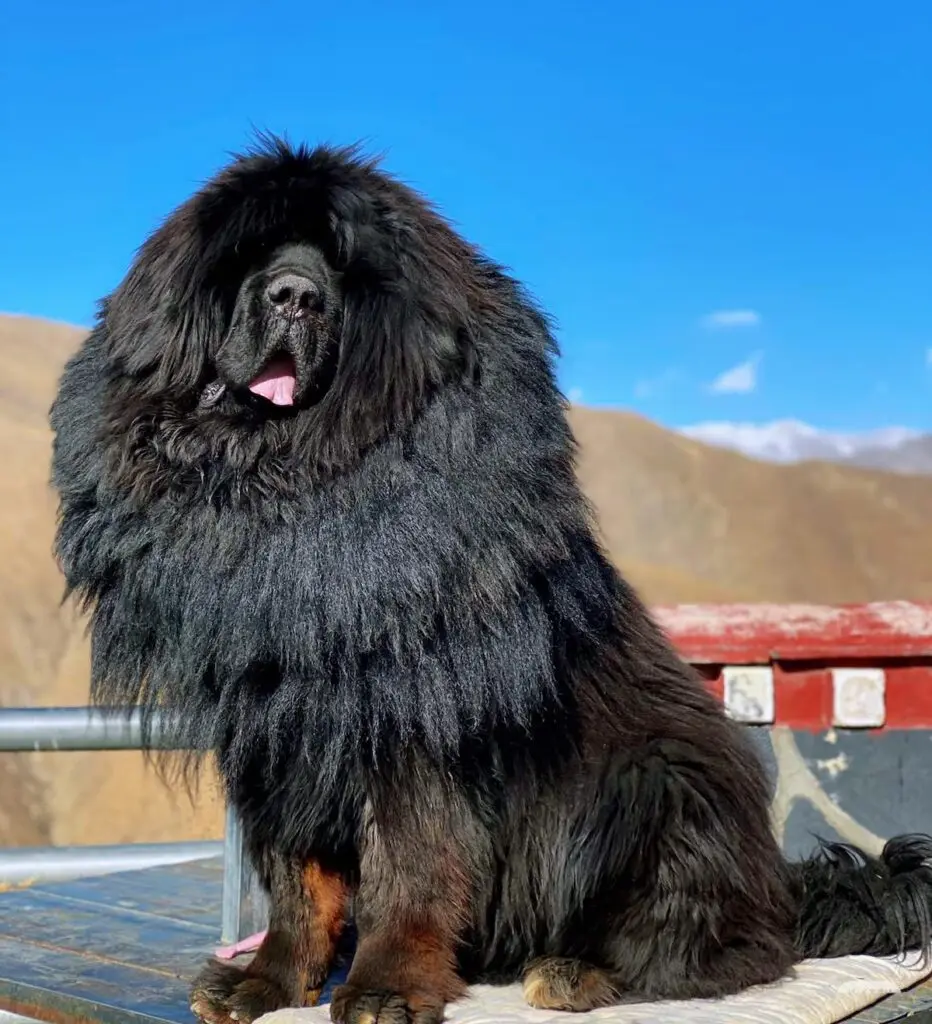 Tibetan Mastiff dogs native to the Himalayas.