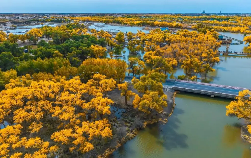 Golden poplar forest in Ejina, Inner Mongolia, in autumn
