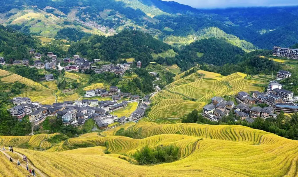 Golden Longji Rice Terraces during the autumn harvest season in Guangxi, China