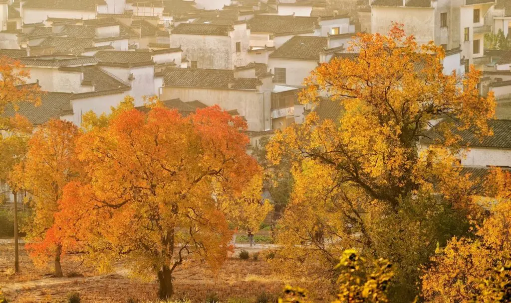 Morning sunlight over Tachuan village and colorful autumn foliage in Anhui