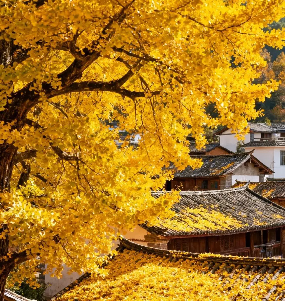 Golden ginkgo trees in Tengchong Ginkgo Village, Yunnan, in autumn