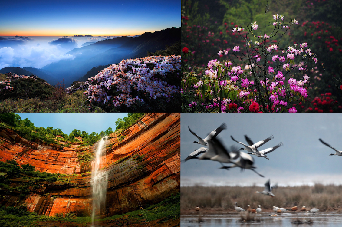 Baili Azalea, Chichui Danxi, Caohai