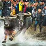 Bullfighting at Taijiang Sisters’ Meal festival