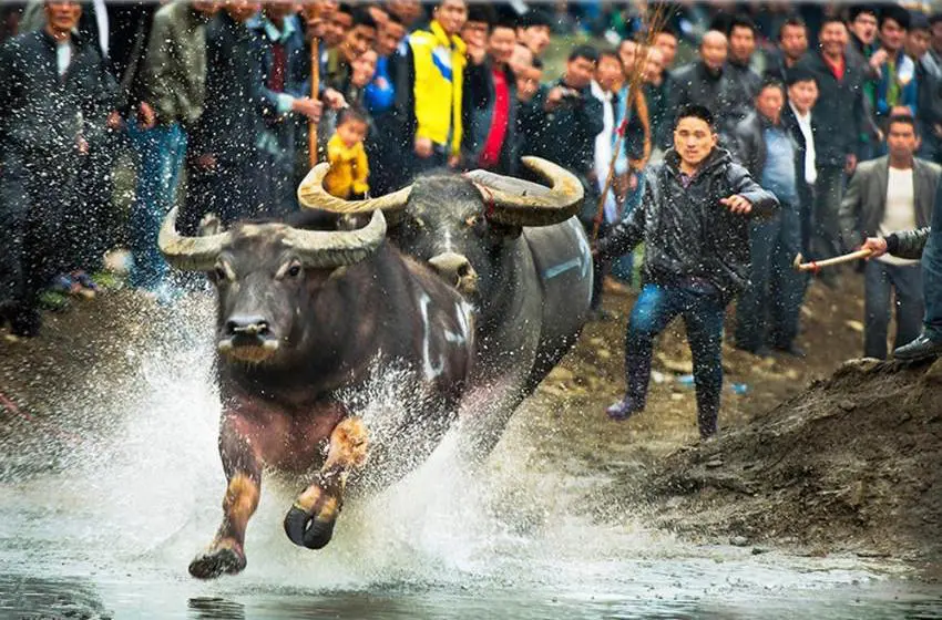 Bullfighting at Taijiang Sisters’ Meal festival