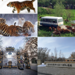 Zhongyang street, Siberian tiger park, Unit-731-museum