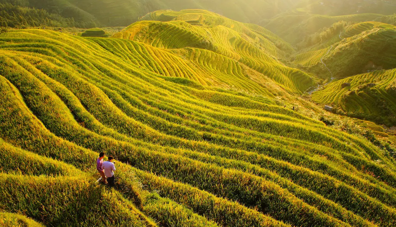Longji Jinkeng rice terraces