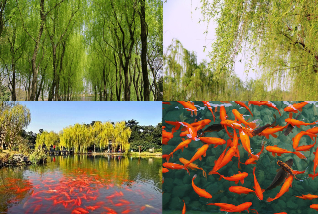 Top ten views West Lake