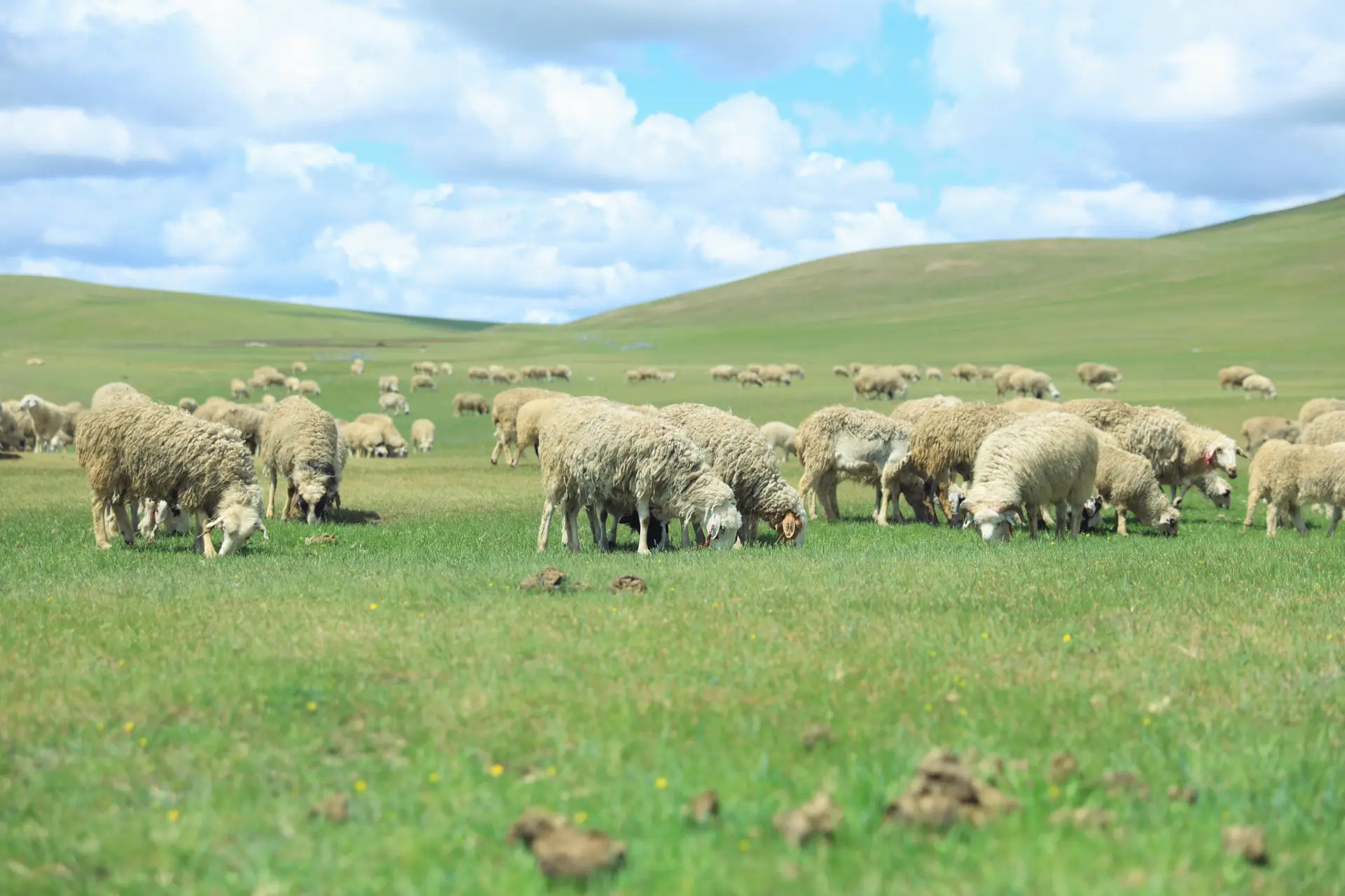 Hulunbuir grassland at inner mongolia in summer season