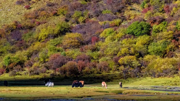 guozhuanping haizi valley mount siguniang