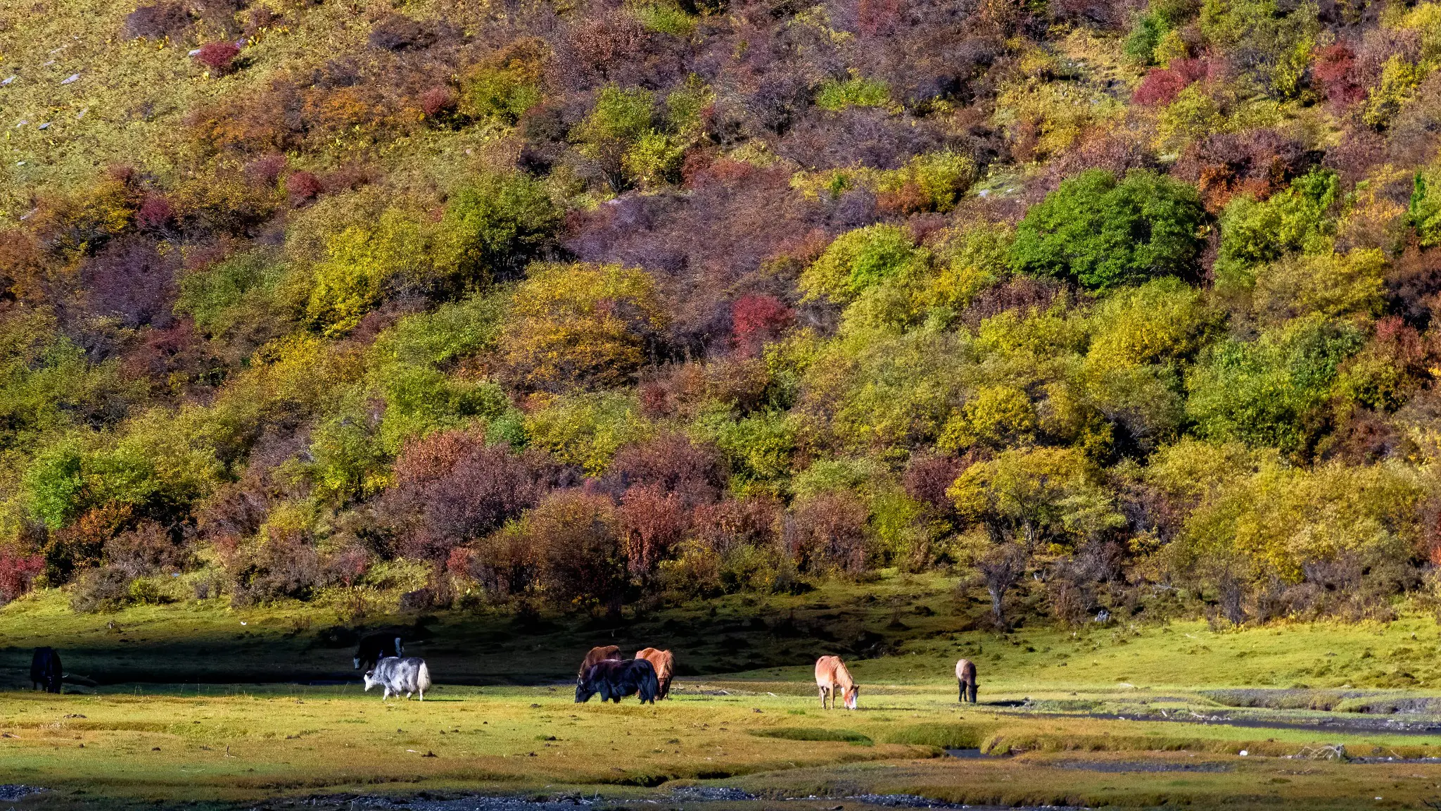 guozhuanping haizi valley mount siguniang