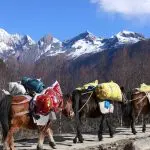 horse porter to carry travellers backpacks