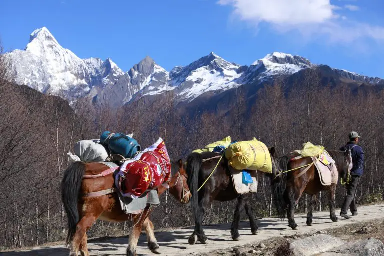 horse porter to carry travellers backpacks