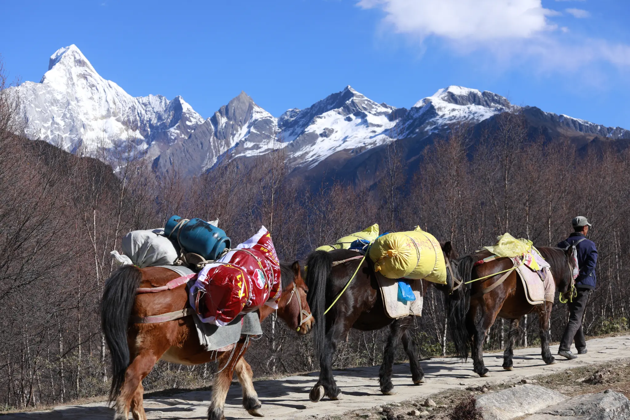 horse porter to carry travellers backpacks