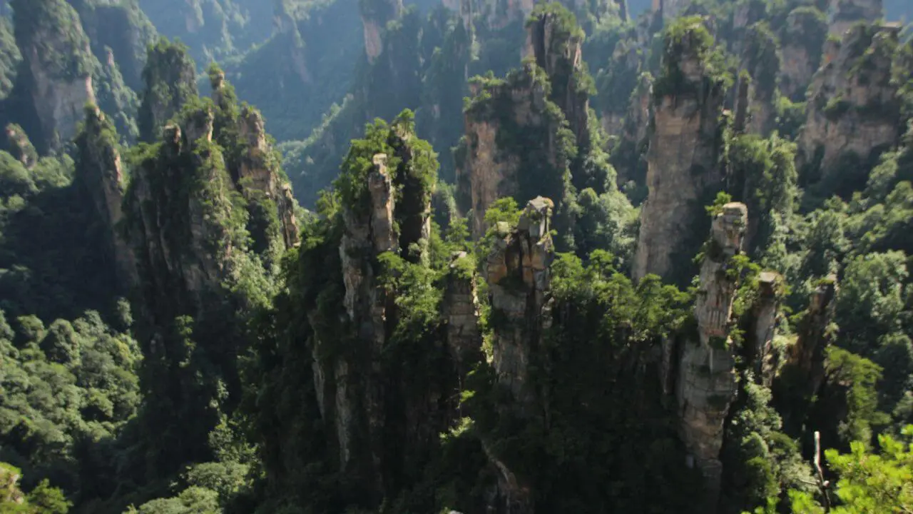 Flora and Fauna of Mount Huangshan