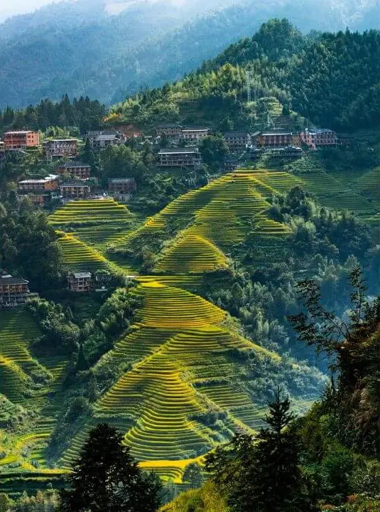 guilin longji terraced field