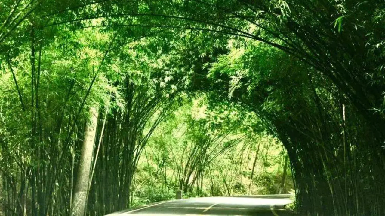 Photographic Journey