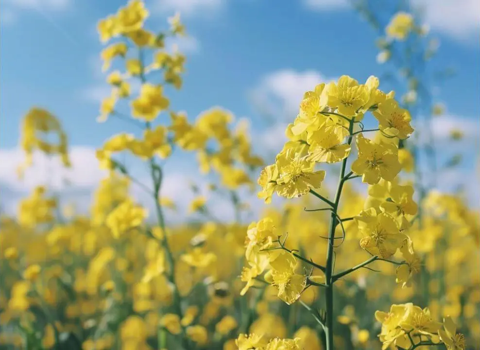 Rapeseed Blooms