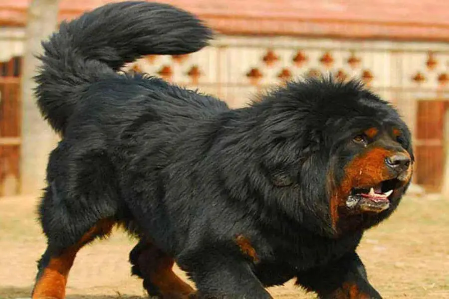 Tibetan Mastiff