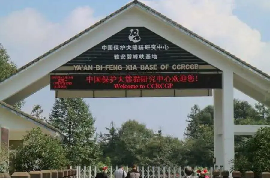 Bifengxia in Chengdu