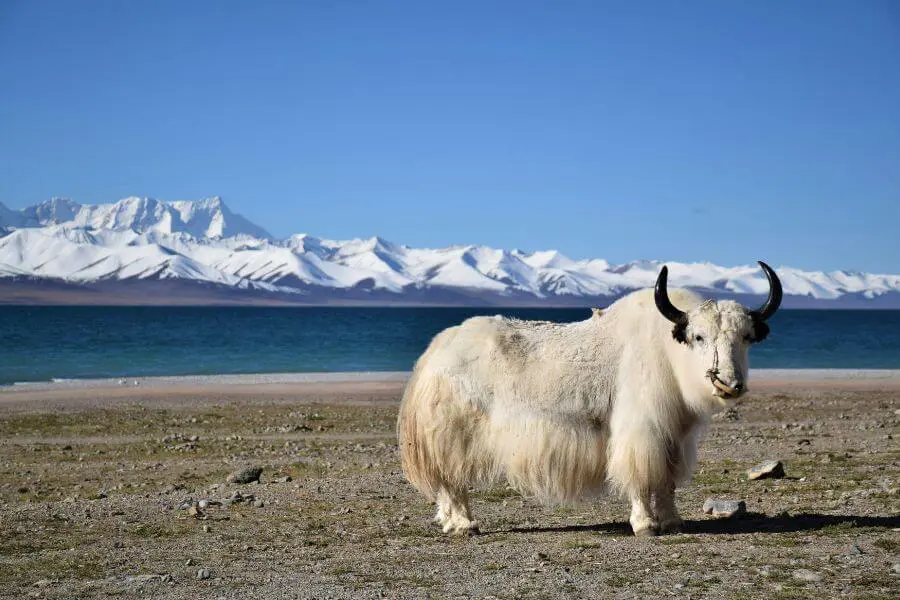Namtso Lake