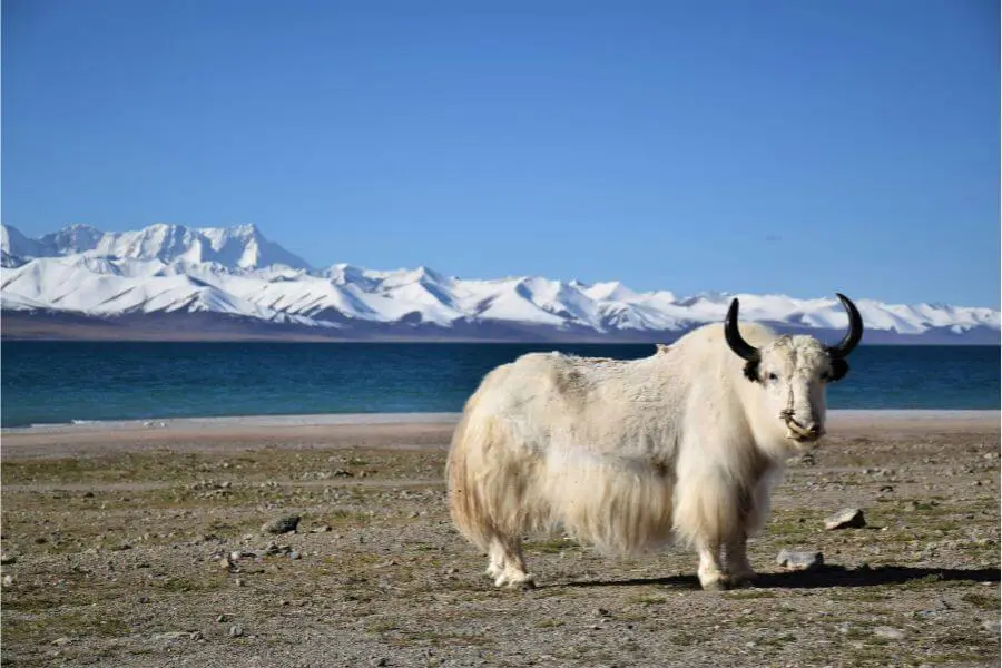 Visiting Tibet in March